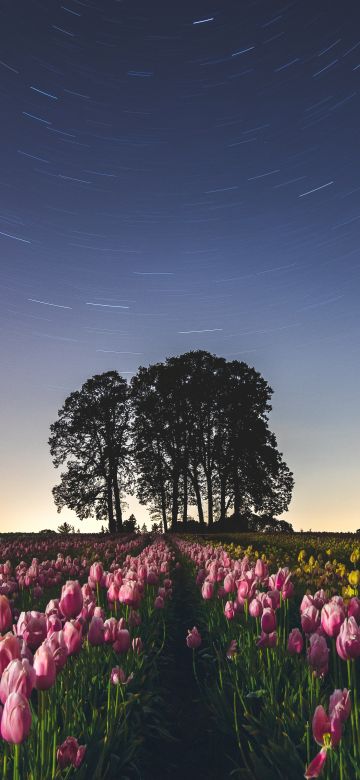 Tulip Field, Star Trails, Pink flowers, Night sky, Long exposure, Landscape, Silhouette, Trees, Flower garden, 5K