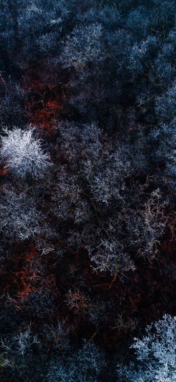 Winter forest, Aerial view, Snow covered, Birds eye view, Drone photo, Trees