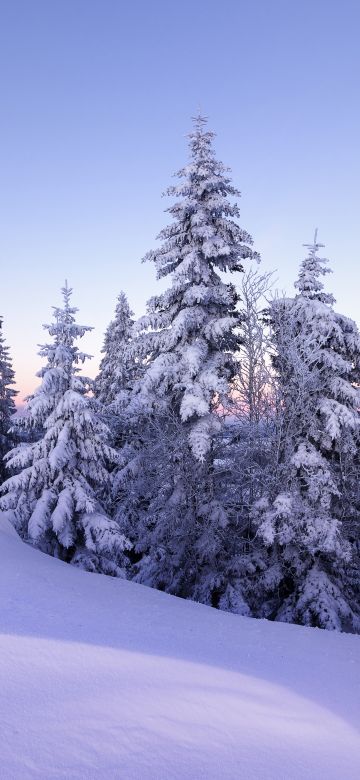 Winter, Snow, Pine trees, Evening, Cold, Switzerland, December, 5K