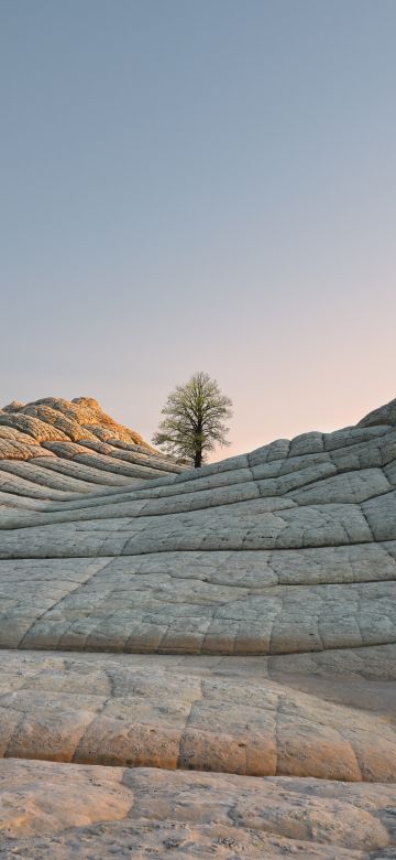 macOS Big Sur, Daylight, Stock, Daytime, Lone tree, Sedimentary rocks, iOS 14, 5K, Vermilion Cliffs