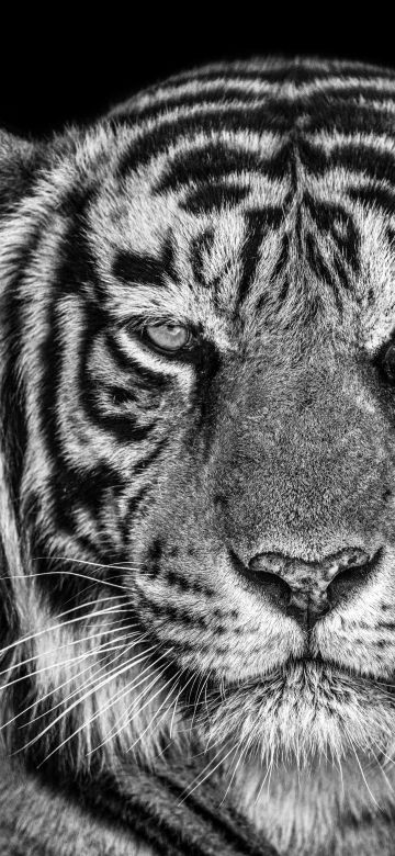 Tiger, Monochrome, Black background, Closeup, Portrait, 5K, Black and White