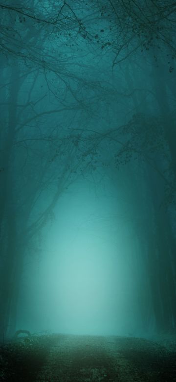 Morning, Forest, Path, Foggy, Teal, Cold, Turquoise, Trees, 5K