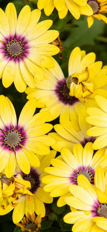 Daisies, Yellow flowers, Floral Background, Blossom, Bloom, Spring, Closeup, 5K