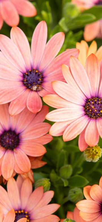 Pink Daisies, Floral Background, Blossom, Bloom, Spring, Closeup, Beautiful, 5K