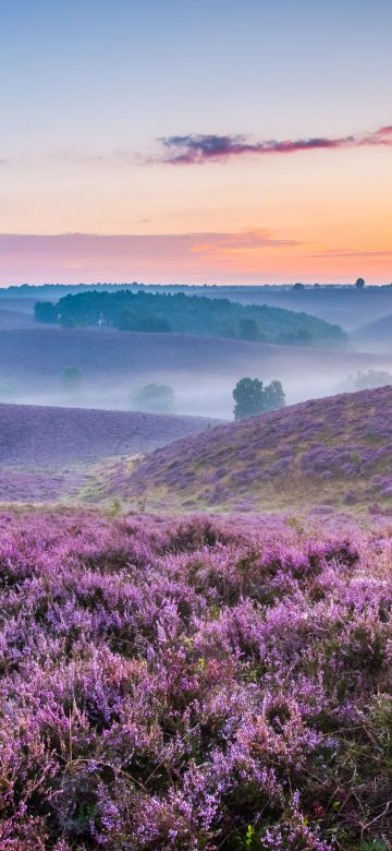 Lavender farm, Purple, Landscape, Foggy, Sunset Orange, Beautiful, Horizon