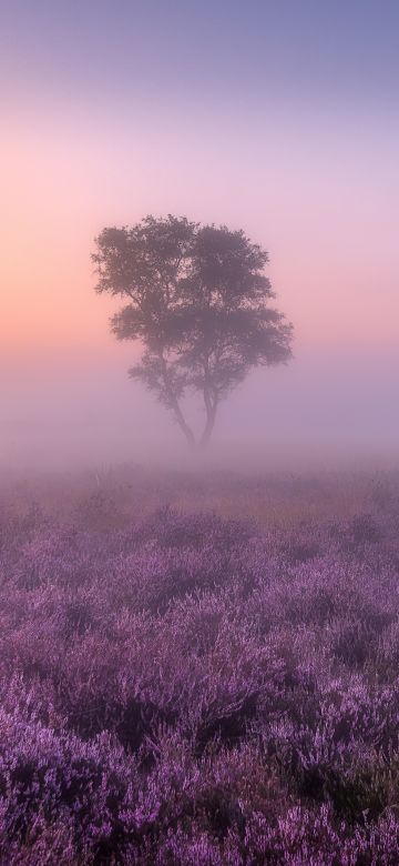 Lavender fields, Purple, Foggy, Landscape, Tree, Sunrise, Aesthetic, 5K