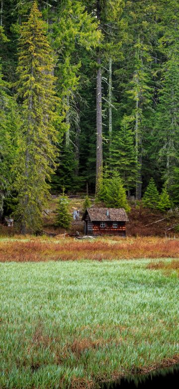 Timothy Lake, Forest, Oregon, Green Trees, Woods, Wooden House, Lakeside, Grass, Early Morning, Landscape, Scenery, 5K