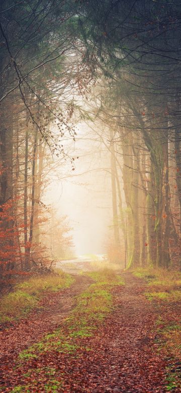 Autumn, Atmosphere, Forest, Light, Path, 5K