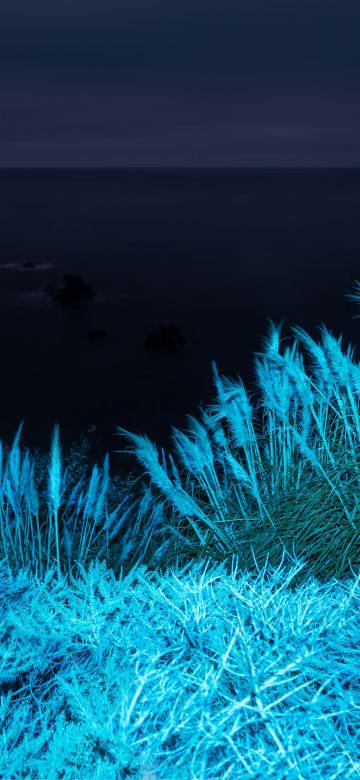 macOS Big Sur, Infrared, Night, Grass, Stock, 5K