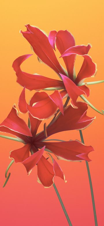 Flame lily, Floral, Gradient background, macOS Mojave, iOS 11, Stock, 5K