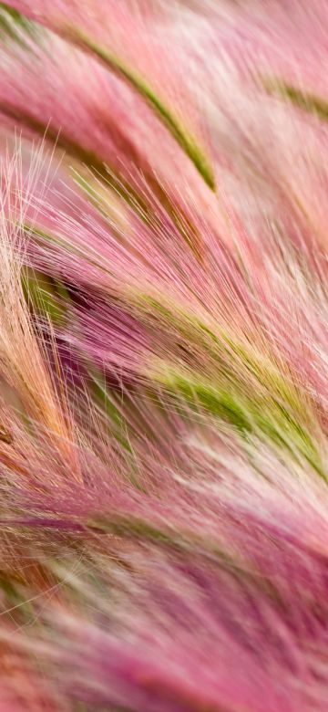 Foxtail Barley, Aesthetic, OS X Mavericks, Pink, Landscape, Girly backgrounds, Stock, 5K