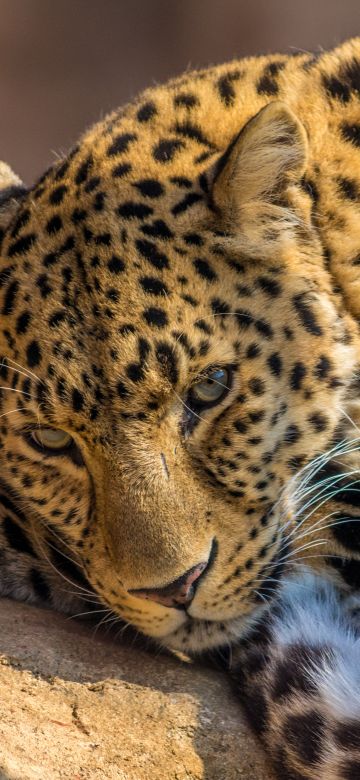 Leopard, 5K, Wild animal, Carnivore, Predator, Closeup, Face, Big cat, Staring