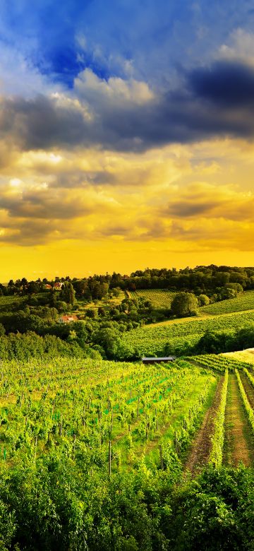 Kahlenberg hills, Vienna, Austria, Landscape, Greenery, Sunset, Beautiful, Cloudy Sky, Plantation, Fields, 5K