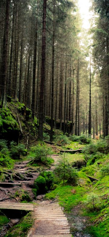 Saxon Switzerland National Park, Forest, Daylight, Green, 5K, Mossy rocks