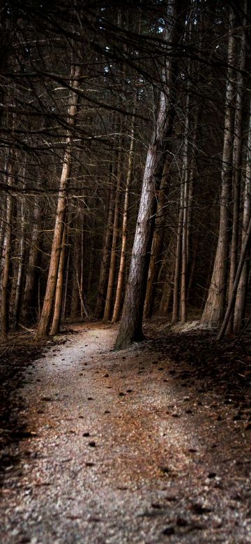 Thick forest, Woods, Pathway, Tall Trees, Landscape, 5K