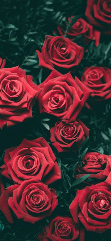 Red Roses, Floral Background, Blossom, Bloom, Closeup, Beautiful, 5K