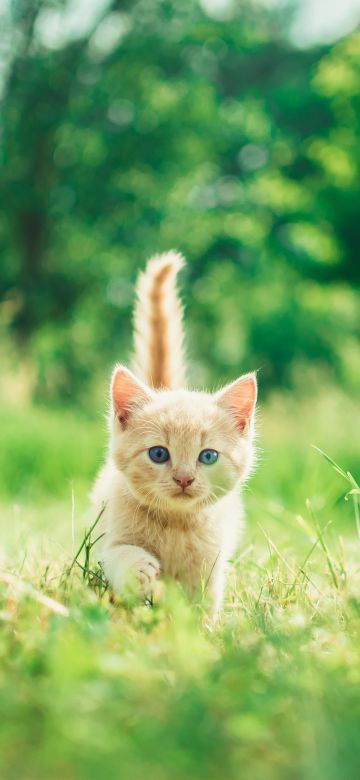 Kitten, Cute Kitten, Green Grass, Bokeh, Baby cat, Green background, Mammal, 5K