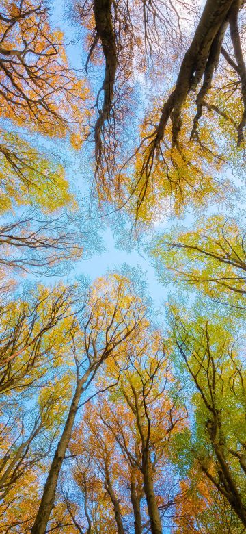 Tree Canopy, Branches, Looking up at Sky, Forest, Foliage, Autumn, 5K