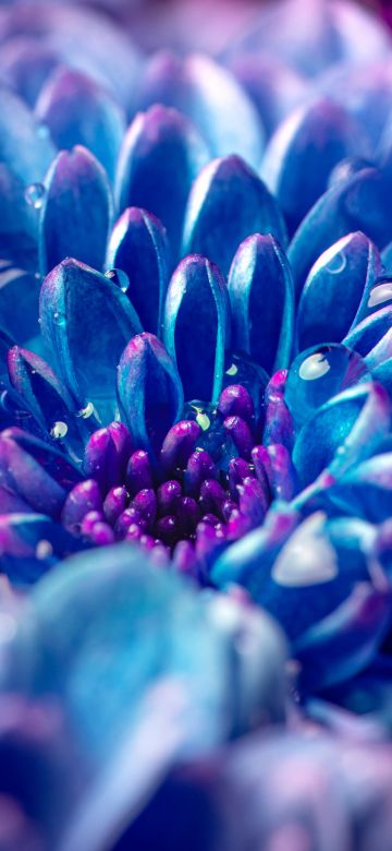 Blue flower, Macro, Vivid, Closeup Photography, Dew Drops, Droplets, Aesthetic