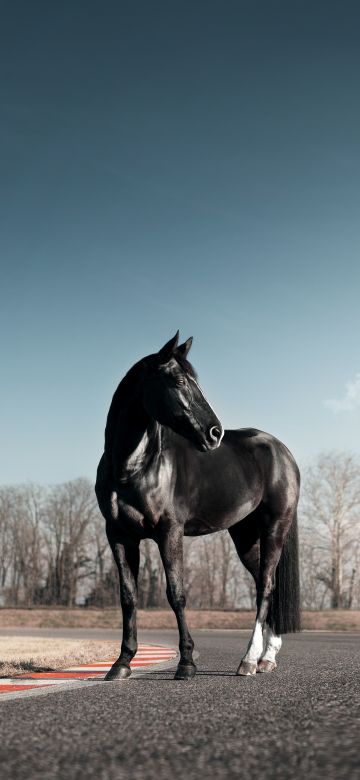 Black horse, Race track, Clear sky