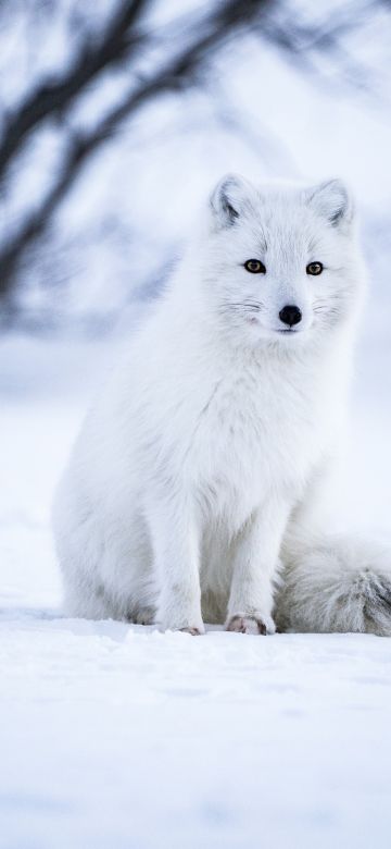 Arctic fox, White wolf, Iceland, Snow field, Selective Focus, Mammal, Wildlife