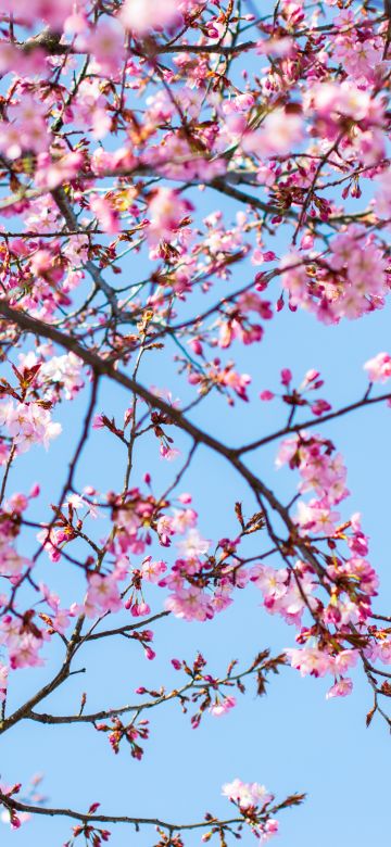 Cherry blossom, Spring, Pink flowers, Blue Sky, Clear sky, Tree Branches, 5K