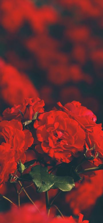 Red flowers, Floral, Blur background, Flower garden, Blossom, Bokeh, Bloom, Selective Focus, 5K