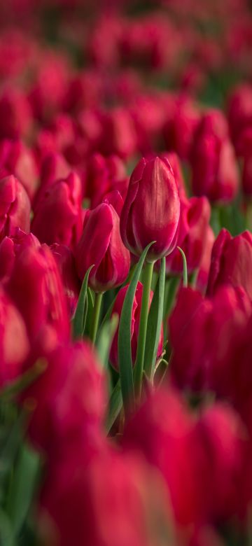 Red Tulips, Tulips field, Blossom, Bloom, Spring, Colorful, Floral Background, Bokeh, Selective Focus, 5K