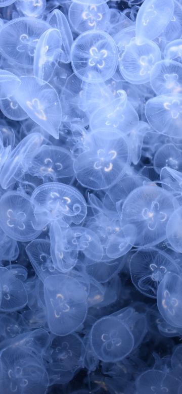 Jellyfishes, Sea Life, Underwater, Dark background, Aquarium, Transparent, 5K