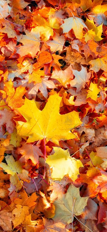 Maple leaves, 5K, Autumn leaves, Fallen Leaves, Leaf Background, Seasons, Texture, Foliage, Colorful