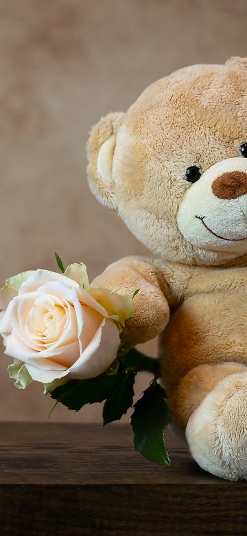 Teddy bear, Rose, Cute toy, Gift, Valentine's Day, 5K