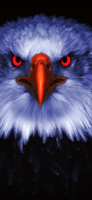 Eagle, Bird of prey, Raptors, Red eyes, Black background, 5K, 8K