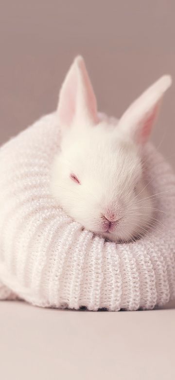 White rabbit, Newborn, Baby bunny, Sock, Cute bunny, Aesthetic