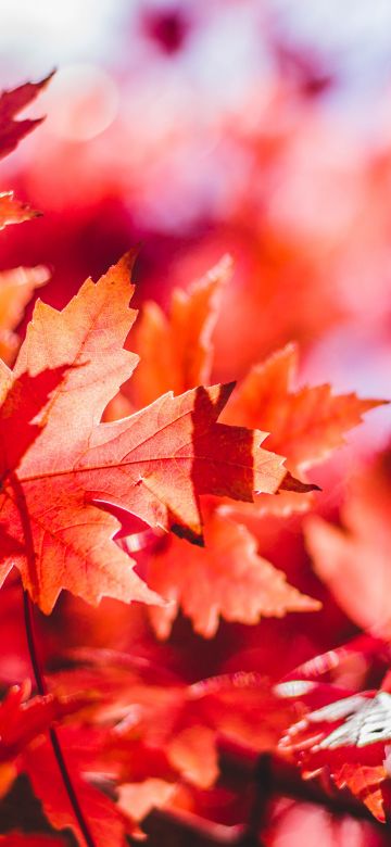 Maple leaves, Red leaves, Selective Focus, Autumn, Blur background, Closeup, 5K