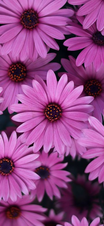 Pink Daisies, Spring, Blossom, Bloom, Closeup, Floral Background, Beautiful, 5K