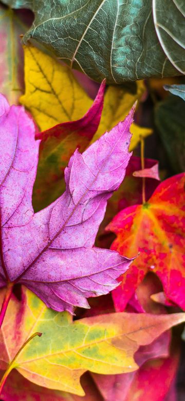 Maple leaves, Purple leaf, Leaf Background, Fallen Leaves, Texture, Autumn leaves, Seasons, 5K