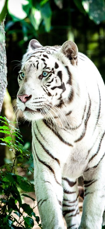 White tiger, Bengal Tiger, Forest, Daytime, Big cat