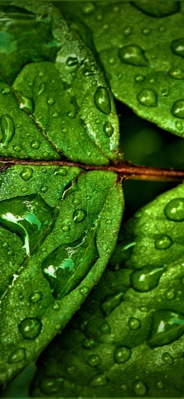 Green leaves, Wet, Rain drops, Water drops, Closeup, Macro, Greenery, Pattern, High Dynamic Range, Fresh, HDR, 5K