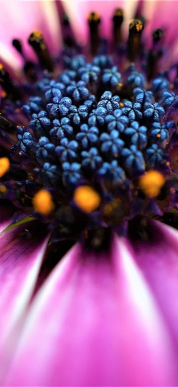 Pink Daisy, Closeup, Macro, Pink flowers, Spring, Blossom, Bloom, Petals, Selective Focus, Flora, Pattern, 5K