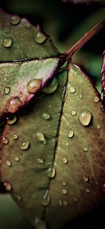 Wet Leaves, Rainy Weather, Water drops, Closeup, Macro, Rain drops, HDR, Pattern, 5K