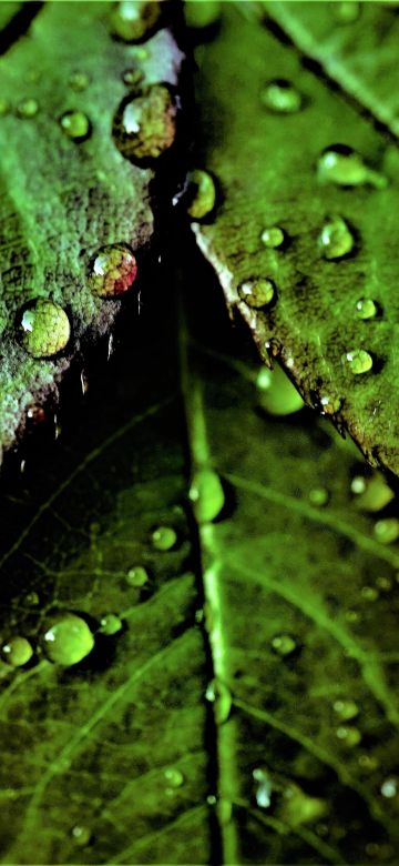 Green leaves, Pattern, Water drops, Dew Drops, Closeup, Macro, Fresh, Wet Leaves, Greenery, Dark background, 5K