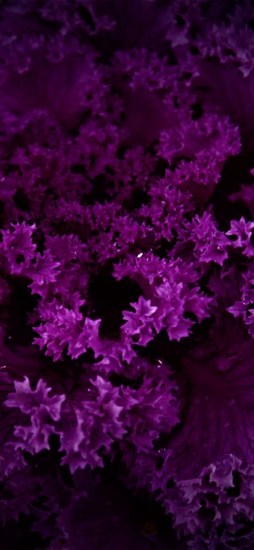 Purple Plant, Dark background, Pattern, Beautiful, Floral, Purple Flowers, 5K