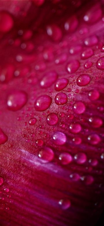 Pink Tulip Petal, Tulip flower, Closeup, Macro, Water drops, Dew Drops, Spring, Vibrant, Pattern, Beautiful, 5K