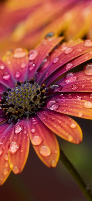 Orange Daisy, Closeup, Macro, Dew Drops, Selective Focus, Bokeh, Blur background, Vibrant, Blossom, Bloom, Spring, Wet, 5K