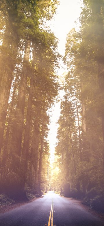 Redwoods National Park, California, Woods, Morning sun, Sun rays, Empty Road, Landscape, Scenery, 5K