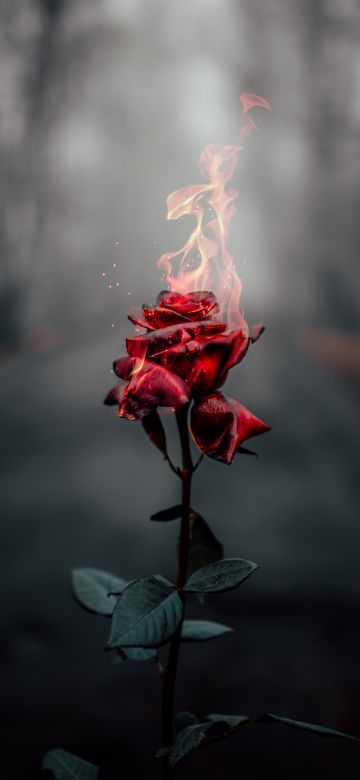 Rose flower, Fire, Burning, Dark, Aesthetic