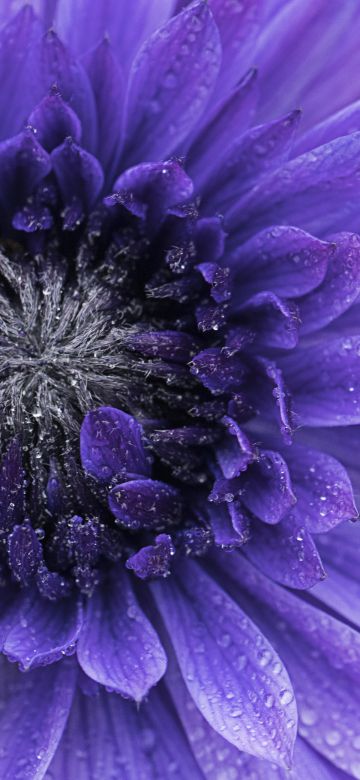 Violet flowers, Closeup, Macro, Water drops, Dew Drops, Blossom, Bloom, Spring, Flora, Petals, 5K