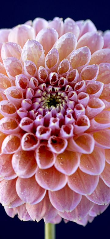 Chrysanthemum flowers, Pink flower, Dark background, Closeup, Macro, Blossom, Bloom, Spring, Dew Drops, Pattern, Flora, 5K