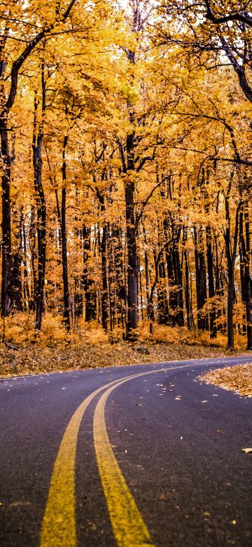 Shenandoah National Park, Virginia, United States, Autumn trees, Autumn, Fall, Empty Road, Early Morning, Landscape, Scenery, Beautiful, 5K