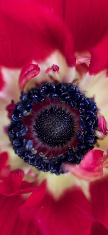 Red flower, Closeup, Macro, Blossom, Bloom, Spring, Floral, Petals, Red background, 5K